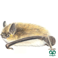 گونه خفاش سبیل‌دار Whiskered Myotis